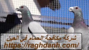 شركة مكافحة الحمام في العين