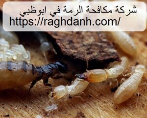 شركة مكافحة الرمة في ابوظبي