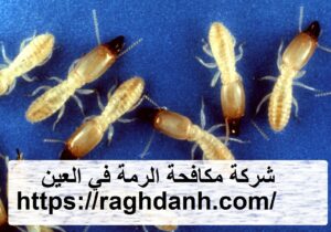 [صورة: %D8%B4%D8%B1%D9%83%D8%A9-%D9%85%D9%83%D8...00x210.jpg]