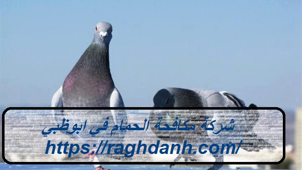شركة مكافحة الحمام في ابوظبي