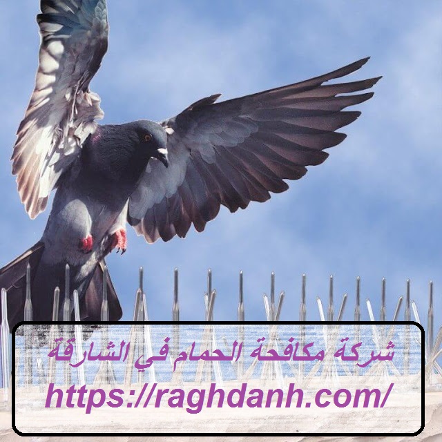 شركة مكافحة الحمام في الشارقة