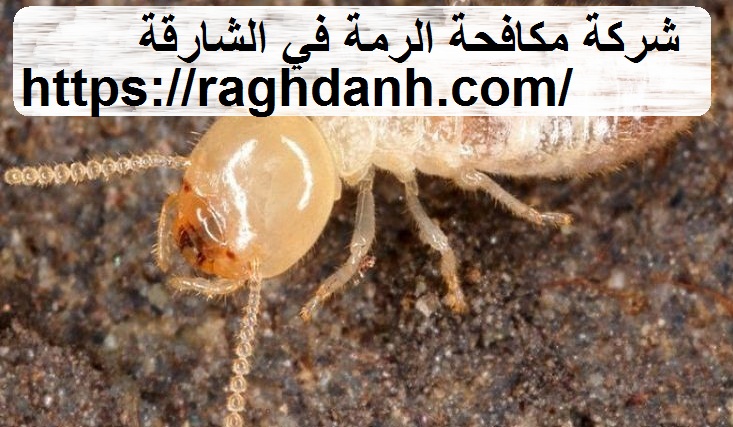 شركة مكافحة الرمة في الشارقة
