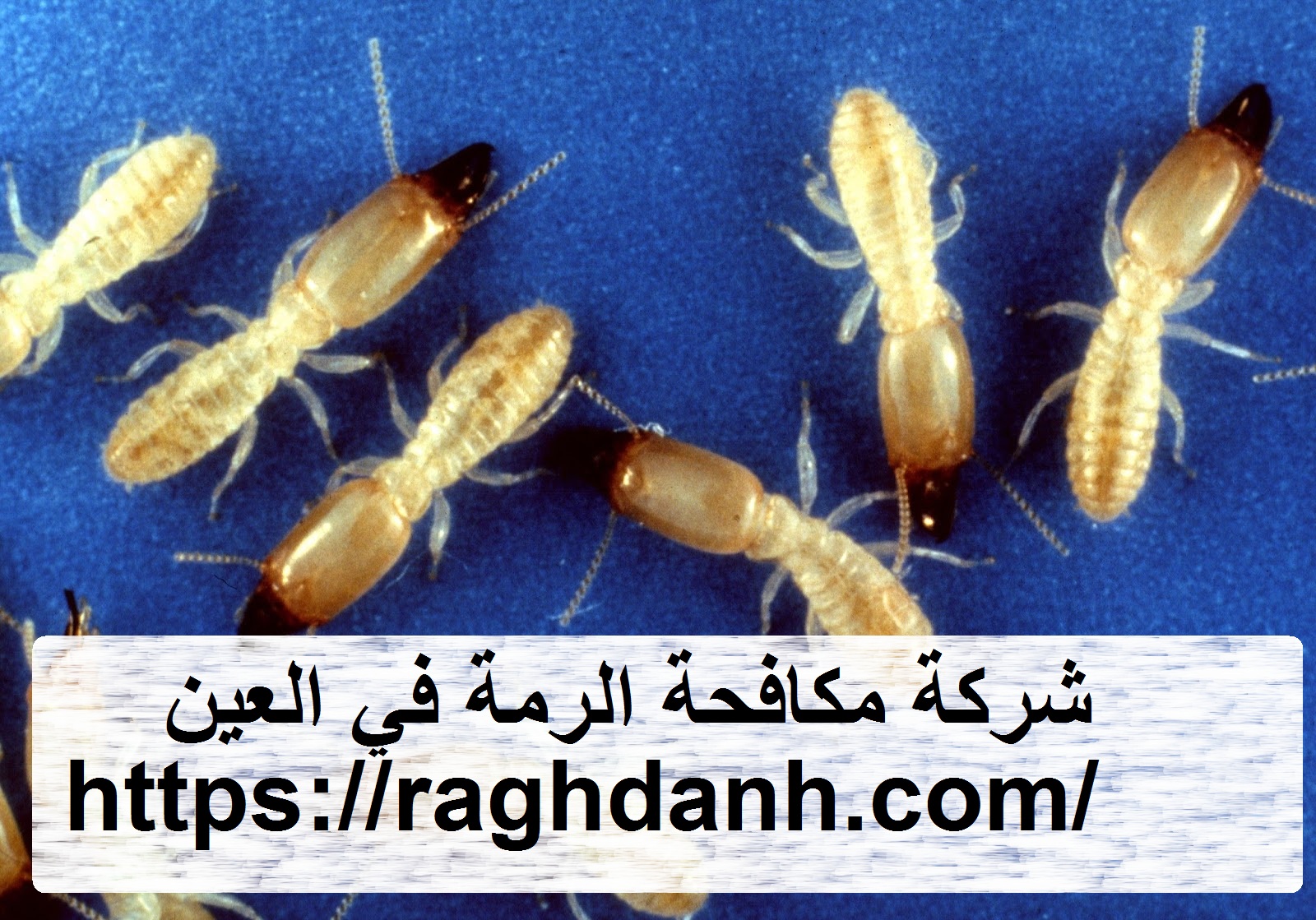 شركة مكافحة الرمة في العين