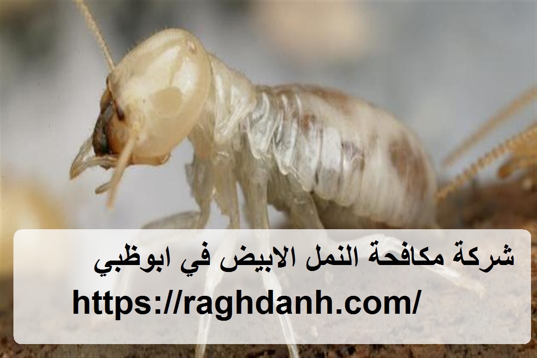 شركة مكافحة النمل الابيض في ابوظبي