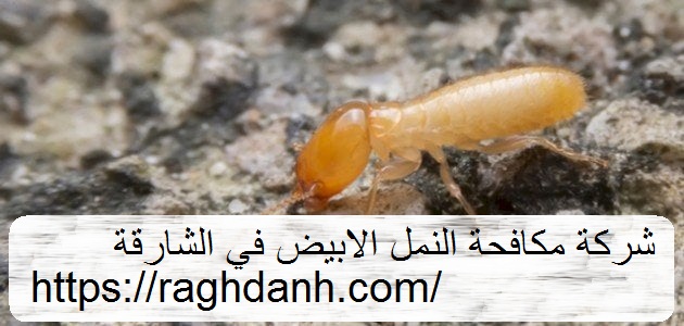شركة مكافحة النمل الابيض في الشارقة