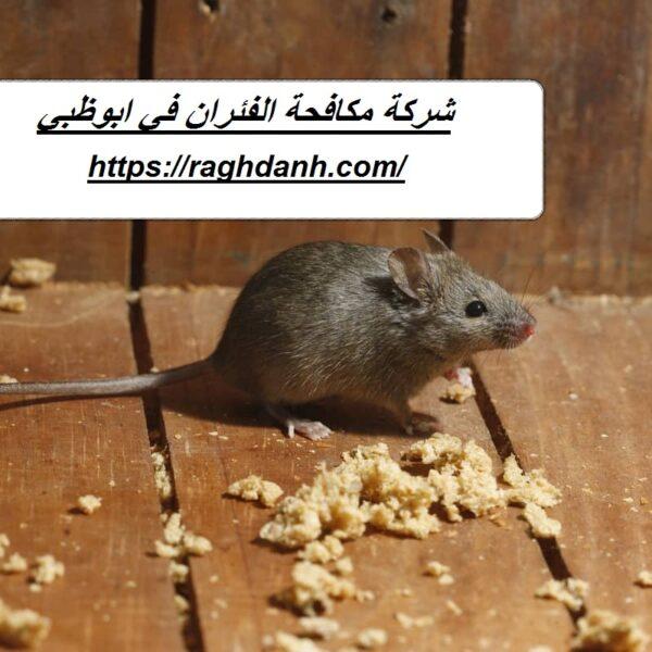 شركة مكافحة الفئران في ابوظبي