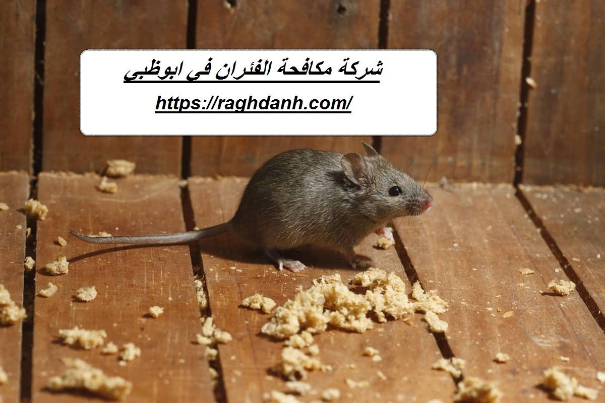 شركة مكافحة الفئران في ابوظبي