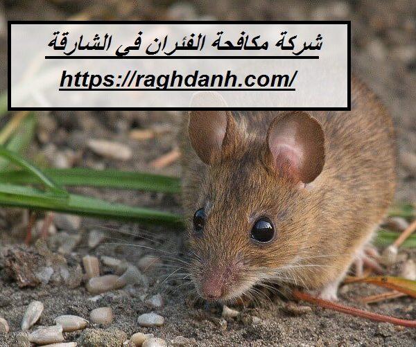 شركة مكافحة الفئران في الشارقة