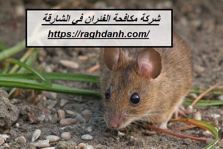 شركة مكافحة الفئران في الشارقة