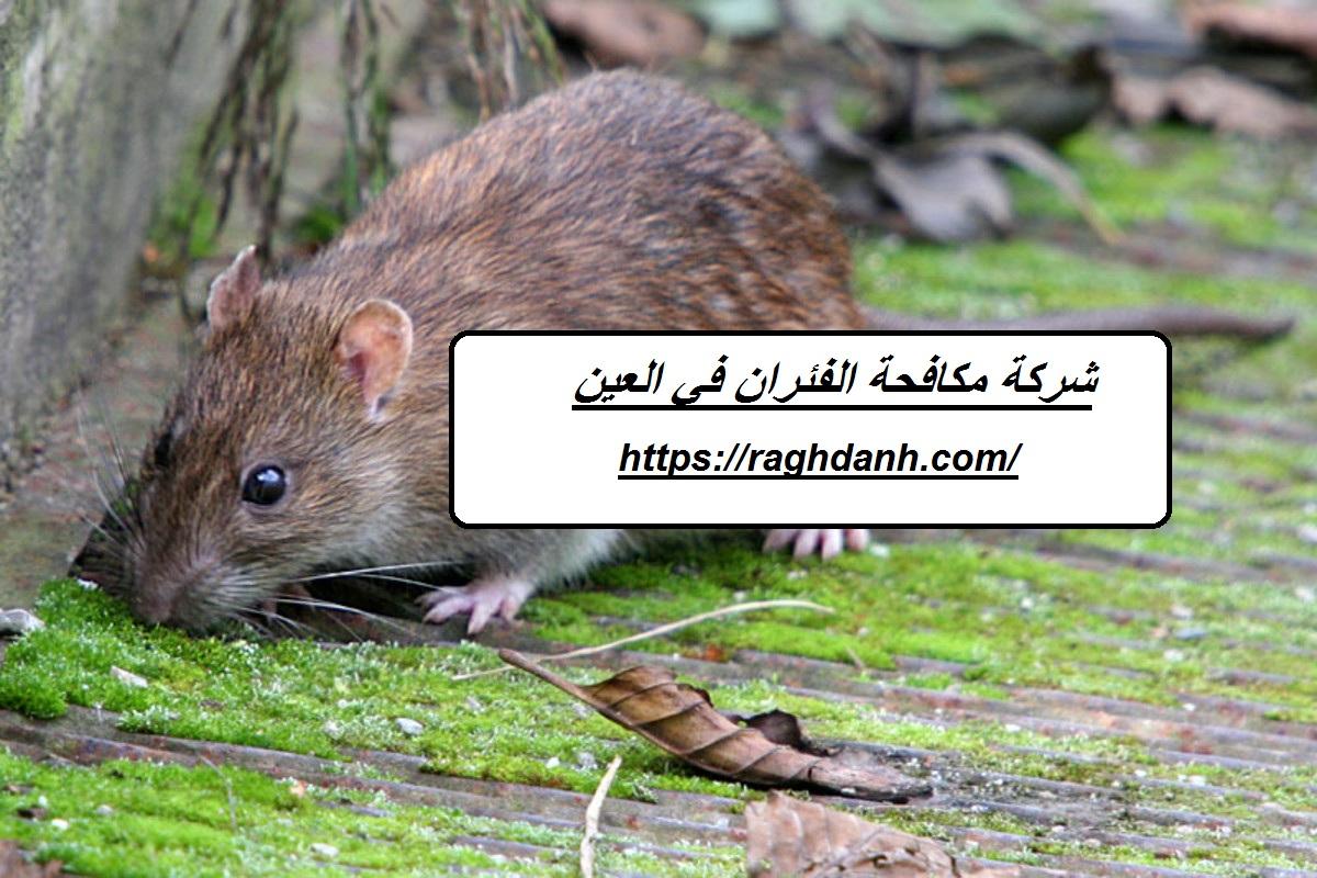 شركة مكافحة الفئران في العين