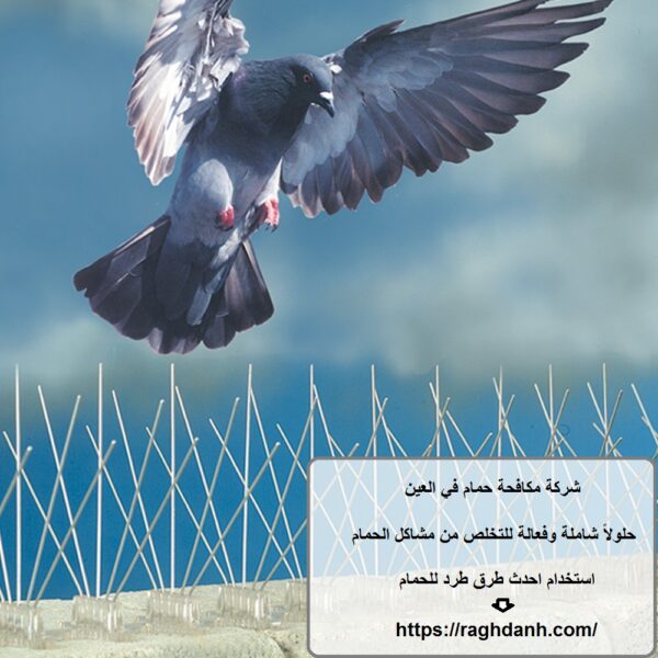 شركة مكافحة حمام في العين